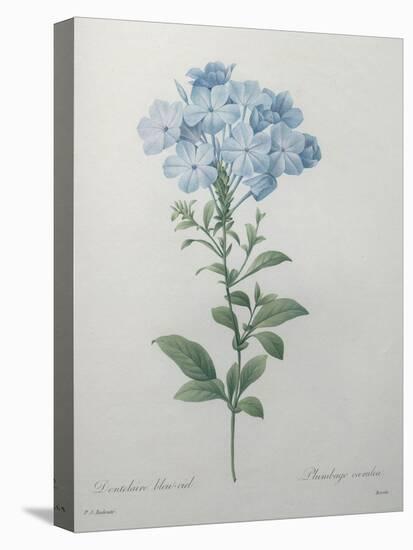 Blue Plumbago or Leadwart-Pierre-Joseph Redoute-Stretched Canvas