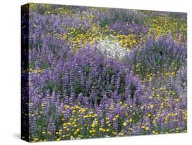 Blue Pod Lupin and Dandelions, Crescent City, California, USA-Adam Jones-Stretched Canvas