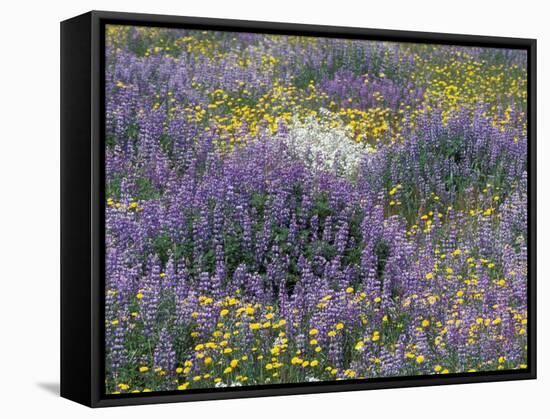 Blue Pod Lupin and Dandelions, Crescent City, California, USA-Adam Jones-Framed Stretched Canvas