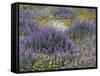 Blue Pod Lupin and Dandelions, Crescent City, California, USA-Adam Jones-Framed Stretched Canvas