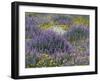 Blue Pod Lupin and Dandelions, Crescent City, California, USA-Adam Jones-Framed Photographic Print