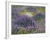 Blue Pod Lupin and Dandelions, Crescent City, California, USA-Adam Jones-Framed Photographic Print