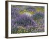 Blue Pod Lupin and Dandelions, Crescent City, California, USA-Adam Jones-Framed Photographic Print