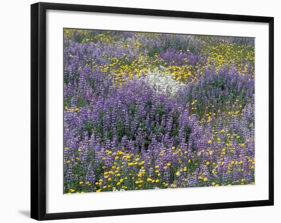 Blue Pod Lupin and Dandelions, Crescent City, California, USA-Adam Jones-Framed Photographic Print