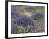 Blue Pod Lupin and Dandelions, Crescent City, California, USA-Adam Jones-Framed Photographic Print