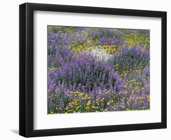 Blue Pod Lupin and Dandelions, Crescent City, California, USA-Adam Jones-Framed Photographic Print