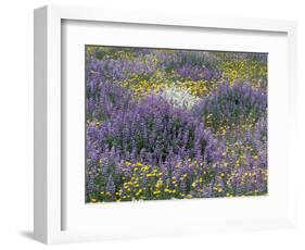 Blue Pod Lupin and Dandelions, Crescent City, California, USA-Adam Jones-Framed Photographic Print