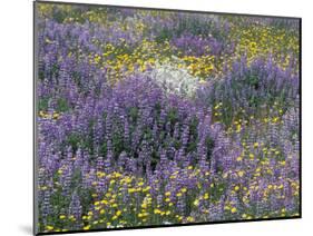 Blue Pod Lupin and Dandelions, Crescent City, California, USA-Adam Jones-Mounted Photographic Print