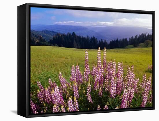 Blue-Pod Lupine in Bloom, Oregon, USA-Adam Jones-Framed Stretched Canvas