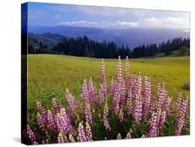 Blue-Pod Lupine in Bloom, Oregon, USA-Adam Jones-Stretched Canvas