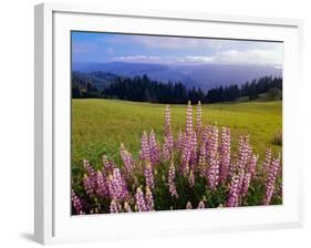 Blue-Pod Lupine in Bloom, Oregon, USA-Adam Jones-Framed Photographic Print