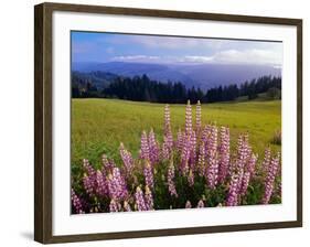 Blue-Pod Lupine in Bloom, Oregon, USA-Adam Jones-Framed Photographic Print