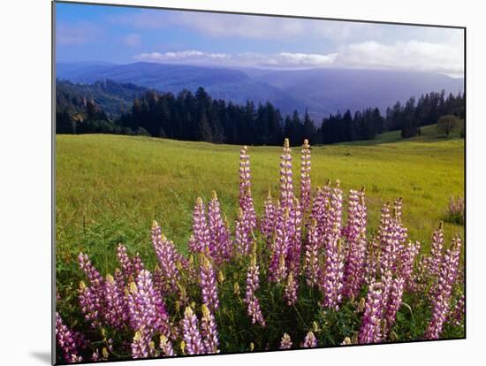 Blue-Pod Lupine in Bloom, Oregon, USA-Adam Jones-Mounted Photographic Print