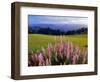 Blue-Pod Lupine in Bloom, Oregon, USA-Adam Jones-Framed Photographic Print