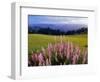 Blue-Pod Lupine in Bloom, Oregon, USA-Adam Jones-Framed Photographic Print