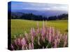 Blue-Pod Lupine in Bloom, Oregon, USA-Adam Jones-Stretched Canvas