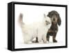 Blue-Point Kitten and Blue-And-Tan Dachshund Puppy, Baloo, 15 Weeks-Mark Taylor-Framed Stretched Canvas