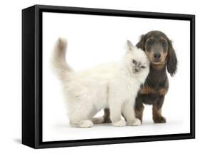 Blue-Point Kitten and Blue-And-Tan Dachshund Puppy, Baloo, 15 Weeks-Mark Taylor-Framed Stretched Canvas