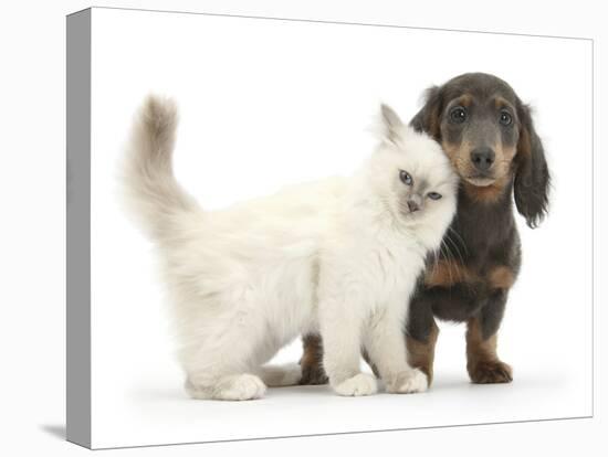 Blue-Point Kitten and Blue-And-Tan Dachshund Puppy, Baloo, 15 Weeks-Mark Taylor-Stretched Canvas