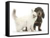 Blue-Point Kitten and Blue-And-Tan Dachshund Puppy, Baloo, 15 Weeks-Mark Taylor-Framed Stretched Canvas