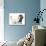 Blue-Point Kitten and Blue-And-Tan Dachshund Puppy, Baloo, 15 Weeks-Mark Taylor-Photographic Print displayed on a wall