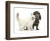 Blue-Point Kitten and Blue-And-Tan Dachshund Puppy, Baloo, 15 Weeks-Mark Taylor-Framed Photographic Print