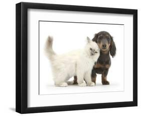 Blue-Point Kitten and Blue-And-Tan Dachshund Puppy, Baloo, 15 Weeks-Mark Taylor-Framed Photographic Print