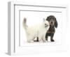 Blue-Point Kitten and Blue-And-Tan Dachshund Puppy, Baloo, 15 Weeks-Mark Taylor-Framed Photographic Print