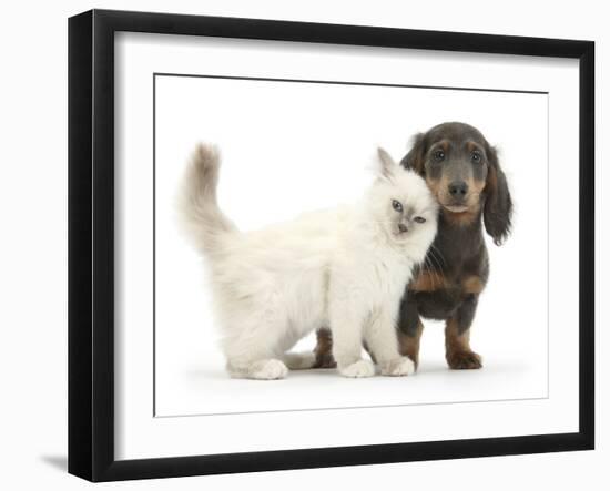 Blue-Point Kitten and Blue-And-Tan Dachshund Puppy, Baloo, 15 Weeks-Mark Taylor-Framed Photographic Print