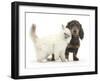 Blue-Point Kitten and Blue-And-Tan Dachshund Puppy, Baloo, 15 Weeks-Mark Taylor-Framed Photographic Print