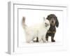 Blue-Point Kitten and Blue-And-Tan Dachshund Puppy, Baloo, 15 Weeks-Mark Taylor-Framed Photographic Print