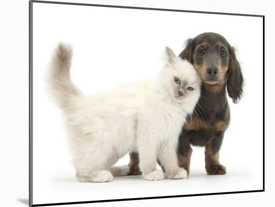 Blue-Point Kitten and Blue-And-Tan Dachshund Puppy, Baloo, 15 Weeks-Mark Taylor-Mounted Photographic Print