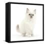 Blue Point Kitten with Wide Eyes-Mark Taylor-Framed Stretched Canvas