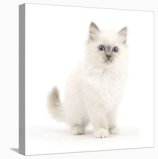 Blue Point Kitten with Wide Eyes-Mark Taylor-Stretched Canvas