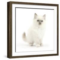 Blue Point Kitten with Wide Eyes-Mark Taylor-Framed Photographic Print