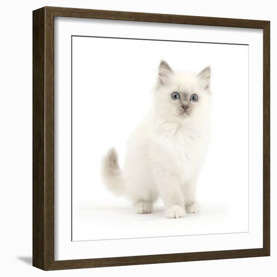 Blue Point Kitten with Wide Eyes-Mark Taylor-Framed Photographic Print