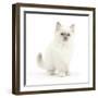 Blue Point Kitten with Wide Eyes-Mark Taylor-Framed Photographic Print