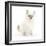 Blue Point Kitten with Wide Eyes-Mark Taylor-Framed Photographic Print