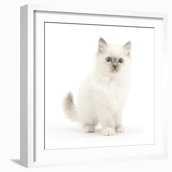 Blue Point Kitten with Wide Eyes-Mark Taylor-Framed Photographic Print