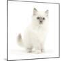 Blue Point Kitten with Wide Eyes-Mark Taylor-Mounted Photographic Print