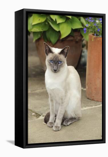 Blue Point Siamese Cat Sitting in Front of a Flower Pot-null-Framed Stretched Canvas