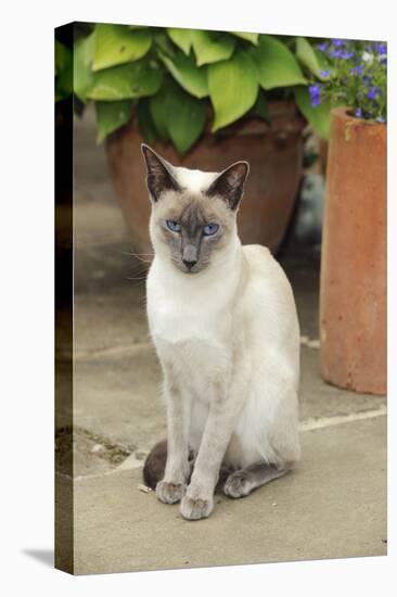 Blue Point Siamese Cat Sitting in Front of a Flower Pot-null-Stretched Canvas