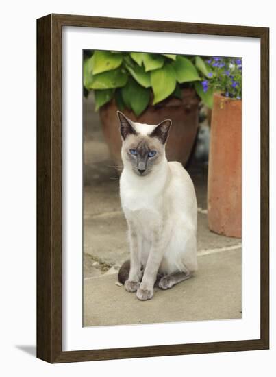 Blue Point Siamese Cat Sitting in Front of a Flower Pot-null-Framed Photographic Print