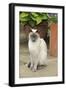 Blue Point Siamese Cat Sitting in Front of a Flower Pot-null-Framed Photographic Print