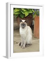 Blue Point Siamese Cat Sitting in Front of a Flower Pot-null-Framed Photographic Print