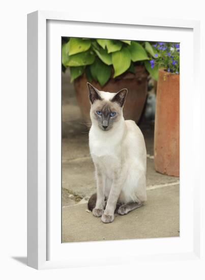 Blue Point Siamese Cat Sitting in Front of a Flower Pot-null-Framed Photographic Print