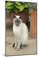 Blue Point Siamese Cat Sitting in Front of a Flower Pot-null-Mounted Photographic Print
