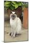 Blue Point Siamese Cat Sitting in Front of a Flower Pot-null-Mounted Photographic Print