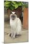 Blue Point Siamese Cat Sitting in Front of a Flower Pot-null-Mounted Photographic Print