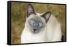Blue Point Siamese Cat Sitting on Grass-null-Framed Stretched Canvas